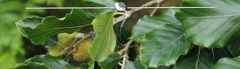 Fagus sylvatica - Rotbuche Blatt